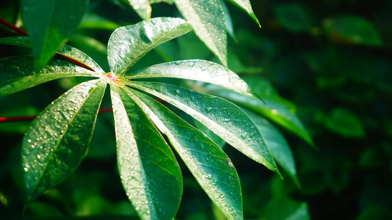 daun singkong