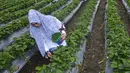 <p>Turis mengumpulkan buah stroberi di pertanian dataran tinggi di Bener Meriah, provinsi Aceh tengah (1/9/2019). Aceh Tengah dan Bener Meriah sangat terkenal dengan wisata dan budaya nya. (AFP Photo/Chaideer Mahyuddin)</p>