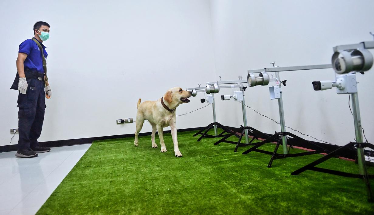 Bobby, anjing pelacak K9 jenis Retriever, mengendus sampel keringat untuk mendeteksi Covid-19 di Fakultas Ilmu Kedokteran Hewan di Universitas Chulalongkorn di Bangkok pada 21 Mei 2021. Tiga dari enam anjing labrador retriever di Thailand berhasil mendeteksi virus corona. (Lillian SUWANRUMPHA/AFP)