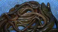 12 Ide Usaha Ternak Unik Bernilai Jual Tinggi di Pasar Lokal yang Bisa Dimulai dari Lahan Sempit