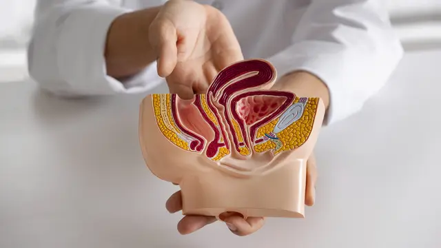 Ilustrasi organ manusia, organ ekskresi
