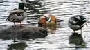 Bebek mandarin muncul di antara bebek-bebek lain di sebuah kolam di Central Park, New York, Selasa (27/11). Bebek yang punya lebih dari 10 warna bulu tersebut umumnya ditemukan di China, Jepang dan beberapa negara di Eropa. (Don EMMERT / AFP)