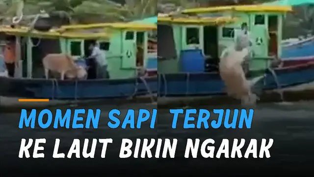 Momen tidak terduga ditunjukkan oleh seekor sapi ini ketika terjun dari kapal nelayan ke laut.