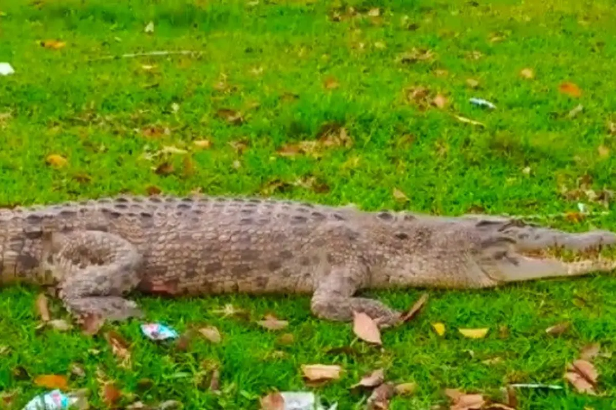 Penampakan buaya muara yang masuk perkampungan dan tengah berjemur di Siak