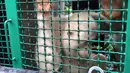 Orangutan albino bernama Alba berada dalam kandang sebelum dirilis di Taman Nasional Bukit Baka Bukit Raya Katingan, Kalimantan Tengah, Rabu (19/12). Saat ditemukan, Alba masih liar dan menolak berdekatan dengan manusia. (AP Photo/Andi Jatmiko)