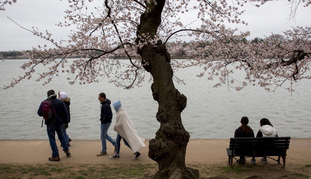Warga AS bersantai saat menikmati musim semi bunga sakura di Washington DC, AS (26/3). Bunga Sakura merupakan satu keunggulan negara Jepang. (AFP Photo / Zach Gibson)