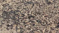 Ribuan bintang laut terdampar di pantai di Margate (Andy Freeman/news.sky.com)