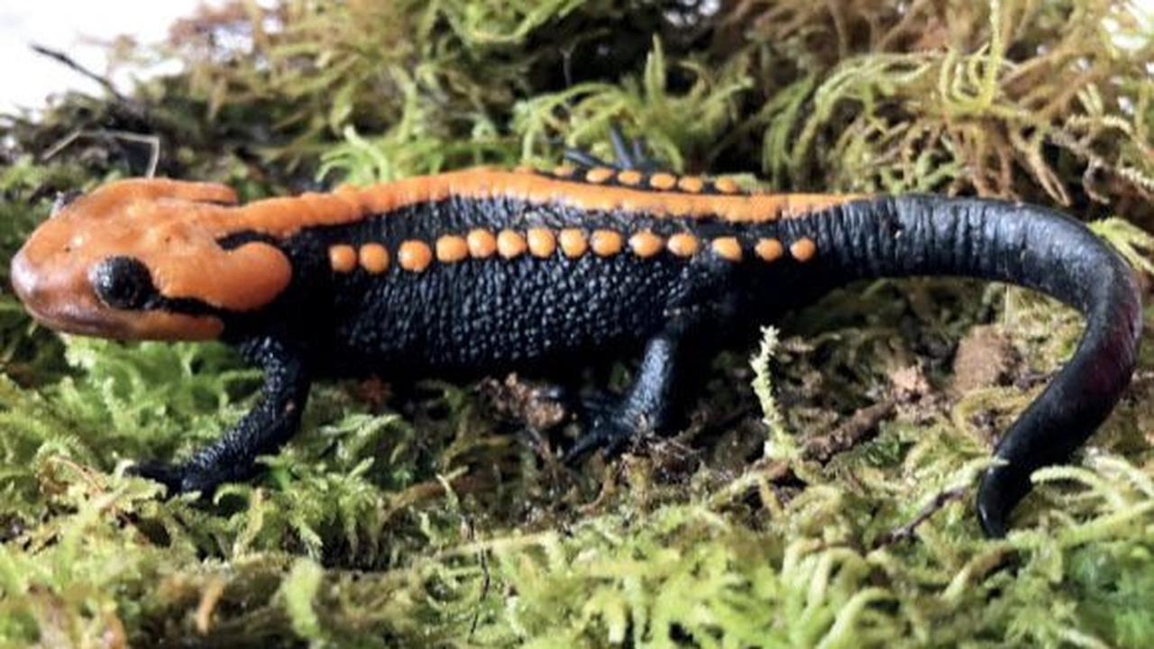 Tylototriton ngoclinhensis