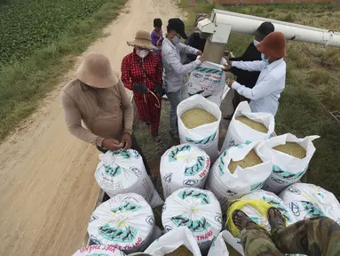 Petani mengisi karung dengan beras dari mesin perontok saat musim panen padi di desa Samroang Tiev, di luar Phnom Penh, Kamboja, Rabu (27/10/2021). Warga Kamboja mulai memanen padi di akhir musim hujan. (AP Photo/Heng Sinith)