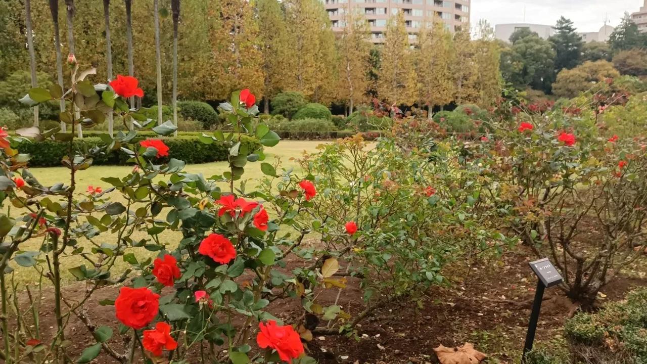 4. Shinjuku Gyoen Menampilkan Keindahan Khas Jepang hingga Prancis