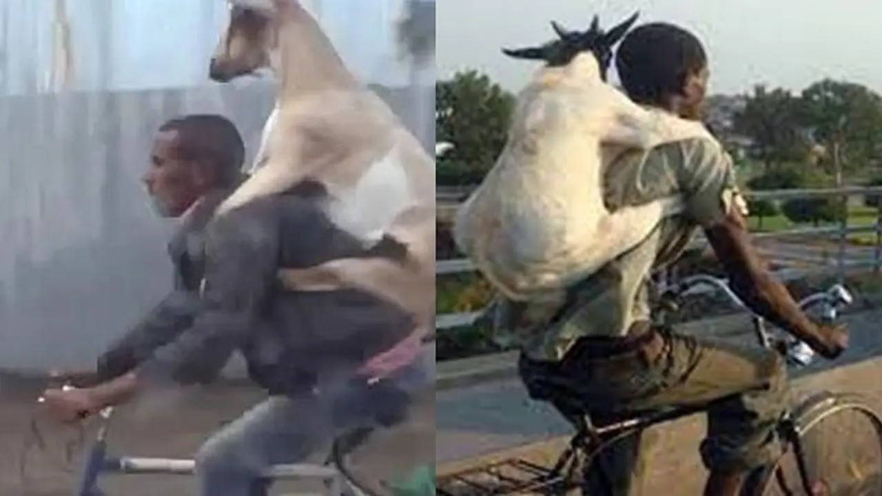 6 Potret Angkut Kambing Pakai Sepeda Ini Butuh Perjuangan, Totalitas