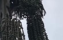 Pensiunan Aparat Asal Muara Jambi Ini Berkebun Aren dengan Omzet Miliaran, Kalahkan Kelapa Sawit