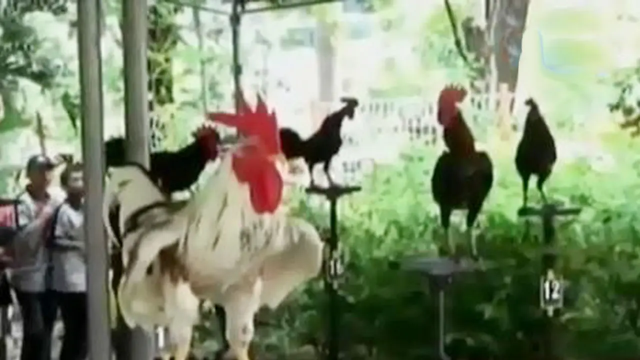 Segmen 7: Kontes Ayam Katawa hingga Festival Mainan Tradisional