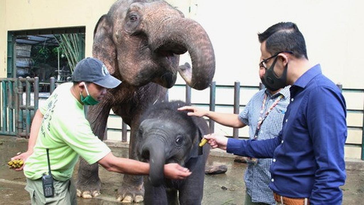 Hero Group Sumbang Pakan bagi Hewan-Hewan Koleksi Taman Safari Indonesia