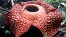 Gambar yang dirilis 3 Januari 2020, bunga Rafflesia Tuan Mudae yang mekar di Hutan Cagar Alam Maninjau, Kabupaten Agam, Sumatera Barat. Bunga Rafflesia ini tumbuh berdiameter 111 Cm, lebih besar 4 Cm dari yang pernah mekar dua tahun yang lalu di lokasi dan inang yang sama (HO/West Sumatra BKSDA/AFP)
