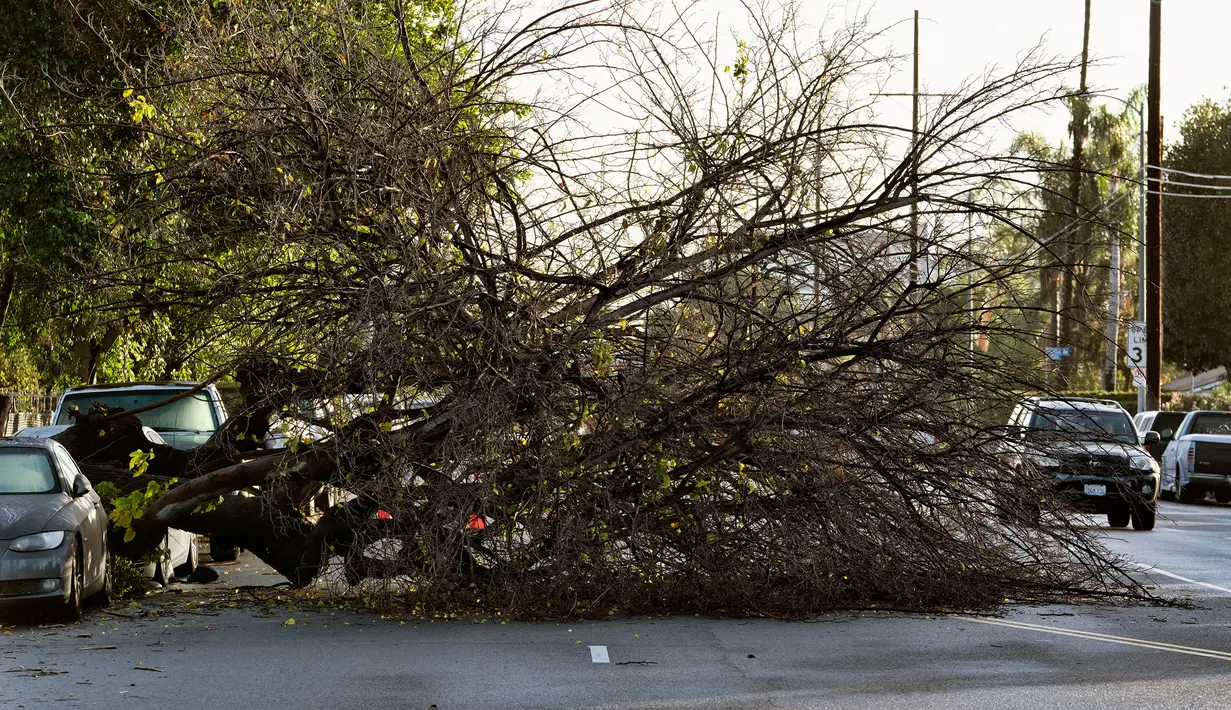 <p>Kondisi lalu lintas sekitar pohon tumbang setelah badai yang lewat di Van Nuys, Los Angeles, California, Amerika Serikat, 1 Januari 2023. Badai dahsyat yang menerjang California menyebabkan banjir, pohon tumbang, hingga tanah longsor. (AP Photo/Richard Vogel)</p>