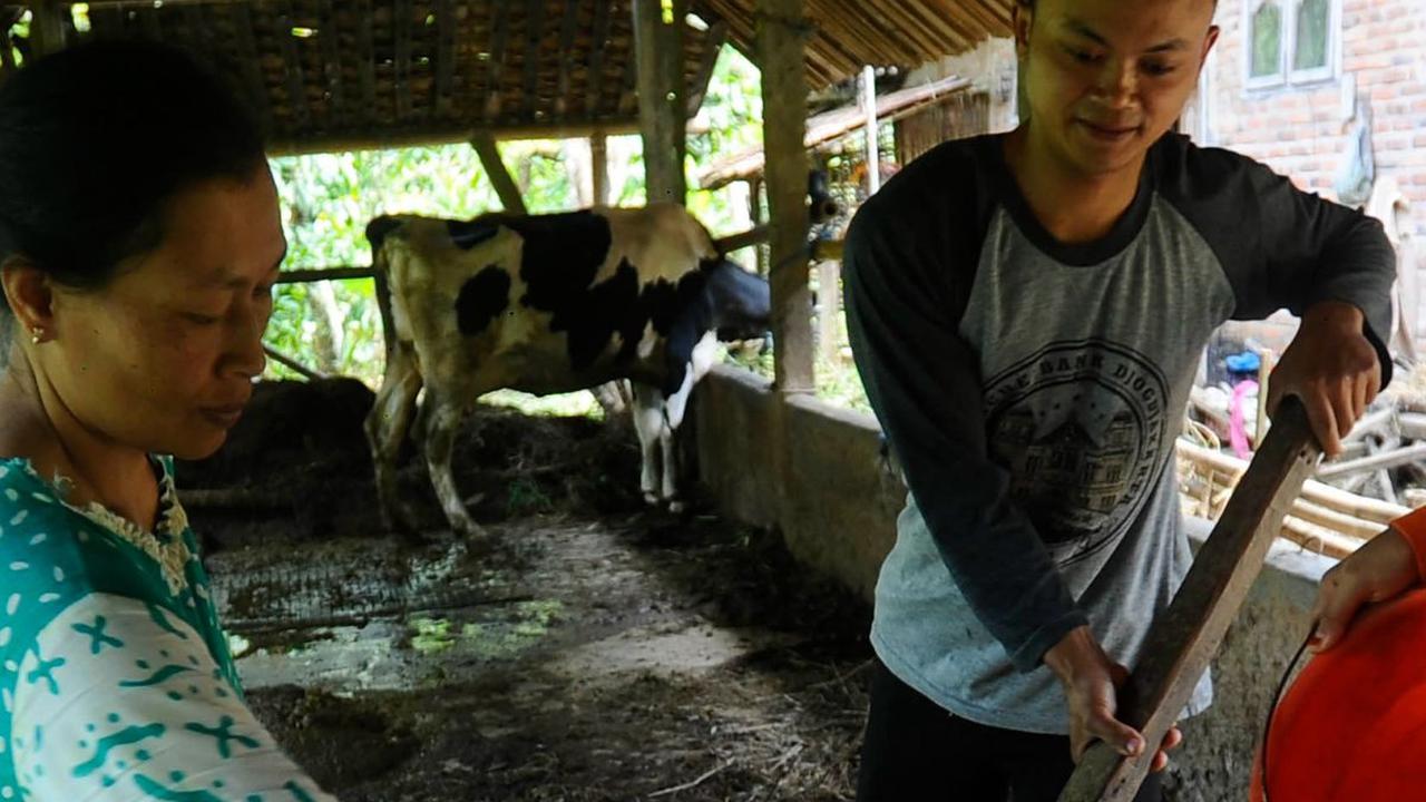 Sekitar ada 70 kepala keluarga di Desa Dompyong memanfaatkan kotoran sapi perah untuk dijadikan sebagai bahan bakar alternatif yakni biogas.