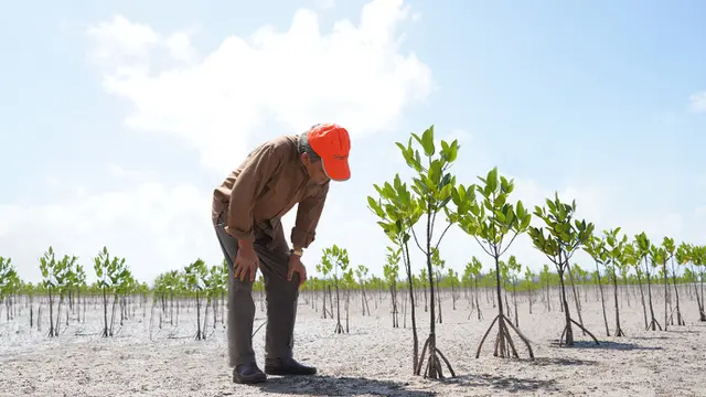Restorasi Gambut Seluas 1,6 Juta Hektar dan Rehabilitasi Mangrove 84.396 Hektar