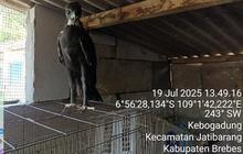 Nekat, Pemuda 23 Tahun Jual Elang Lewat TikTok Begini Nasibnya Sekarang