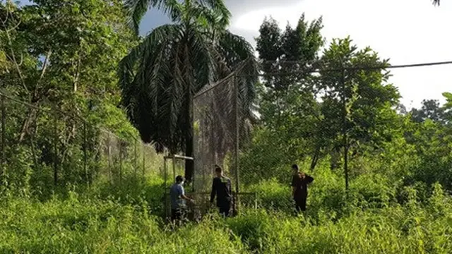 Enclosure Harimau Sumatera