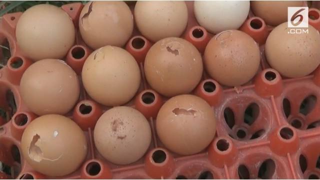 Kenaikan harga telur di pasar, membuat warga rela mengantri telur retak di peternakan ayam.