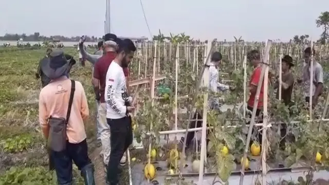 Mengenal Agro Melinda, Wisata Petik Melon di Indramayu