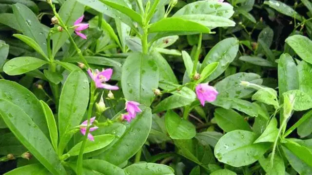 Daun Gingseng Jawa