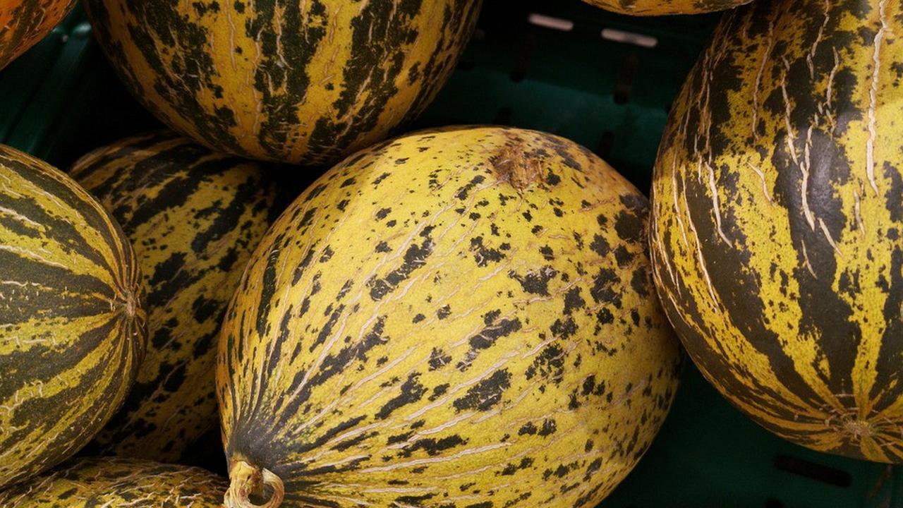 8 Manfaat Timun Suri untuk Kesehatan, Efektif Cegah Anemia