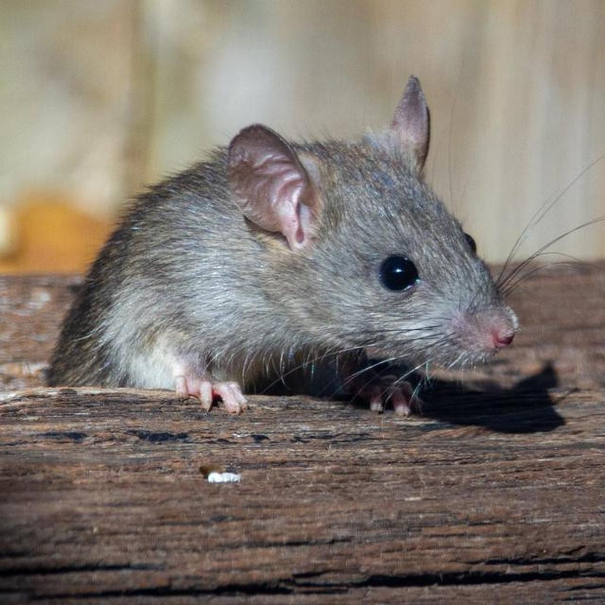9 Cara Mencegah Tikus Kembali ke Rumah Setelah Diusir, Dijamin Efektif