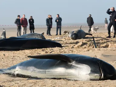 Warga menyaksikan paus pilot yang mati terdampar di Pantai Calais, Prancis, Senin (2/11). Enam dari 10 paus ditemukan sudah mati terdampar di pantai, sedangkan empat ekor paus berhasil diselamatkan petugas dan dikembalikan ke laut. (AFP/ Denis Charlet)