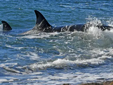 Paus pembunuh atau orca mengincar seekor anak singa laut di tepi pantai Punta Norte, Argentina, Selasa (17/4). Setiap tahunnya pada bulan Maret dan April, paus orcas berburu singa laut muda yang sedang belajar berenang. (AP/Daniel Feldman)
