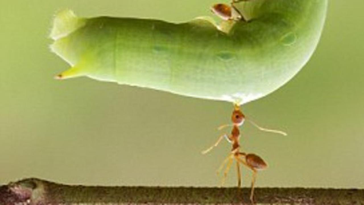 Angkat Ulat, Semut 'Perkasa' di Indonesia Disorot Dunia