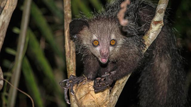 Aye-Ayes (Madagascar Lemur)