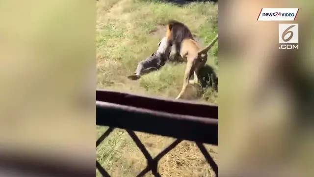 Video rekaman mengerikan saat seekor singa menyerang seorang pria tua di dalam kandangnya.