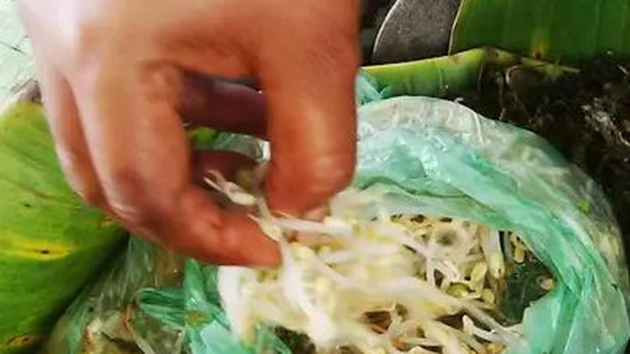 Pecel Semanggi Surabaya <br>
