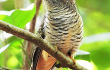 Mitos Burung Kedasih di Tengah Masyarakat Indonesia, Simak Ulasannya