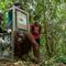 Pelepasliaran lima orangutan sitaan dari pemeliharaan illegal. (Foto: IAR Indonesia)