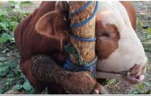Viral Sapi Kurban di Salah Satu Masjid di Gunungkidul Mati karena Terjerat Tali, Begini Akhirnya