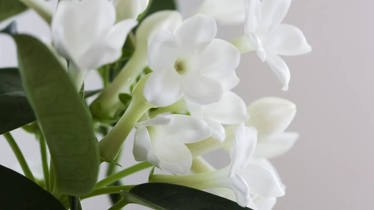 Bunga melati (iStockphoto)