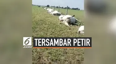 Sebuah video menunjukkan 23 sapi mati tersambar petir setelah badai melanda Texas. Puluhan sapi itu mengalami luka bakar pada perut.