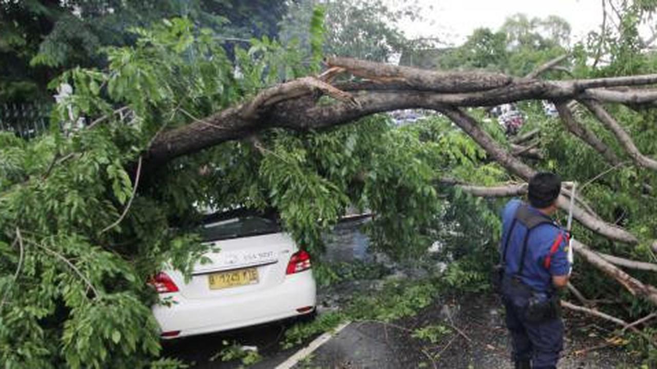 Dianggap rapuh, pohon angsana akan diganti dengan mahoni