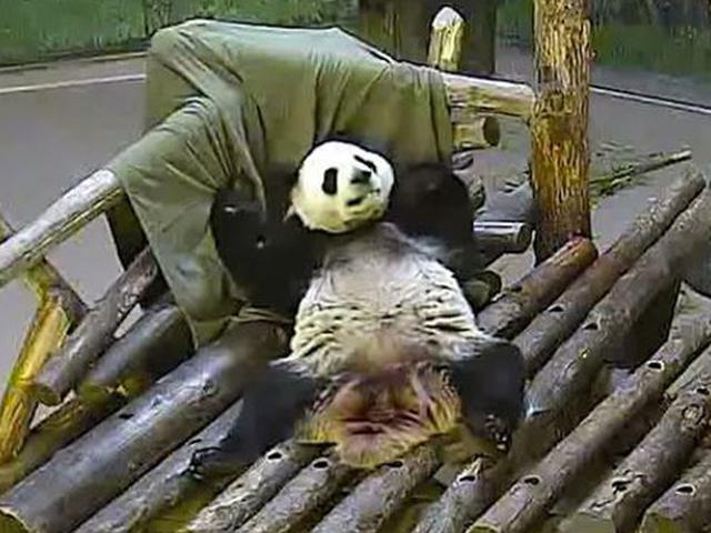 9600 Koleksi Gambar Hewan Panda Yang Lucu HD Terbaru