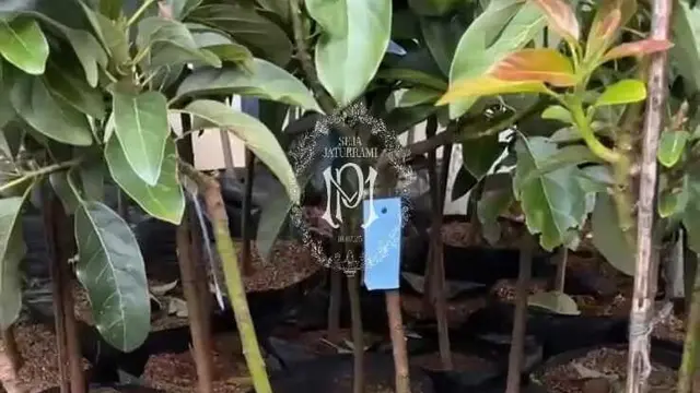 Kado Unik di Pernikahan Putri Karlina Menantu Dedi Mulyadi/Instagram @putri.karlina14