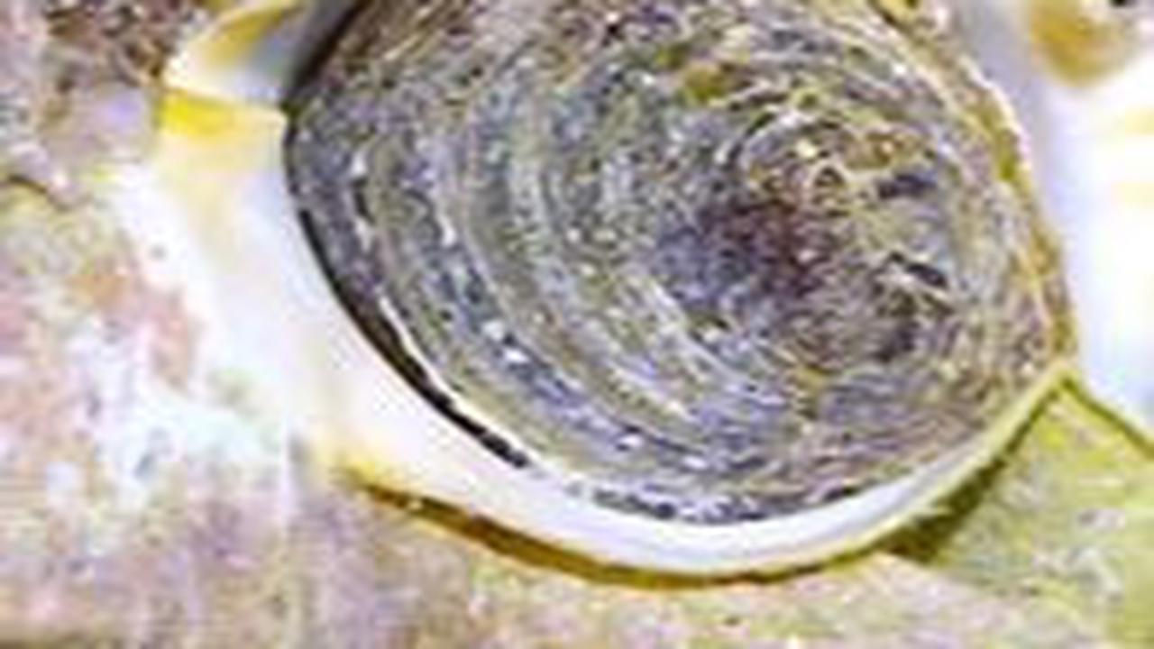 1. Coral-Eating Snails (Muricidae)<br>