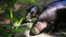 Ia masih belum lebih besar dari anjing kecil, namun ia membuat pengunjung kebun binatang senang saat ia menjelajahi kandangnya bersama ibunya, Debbie. (Tobias SCHWARZ / AFP)