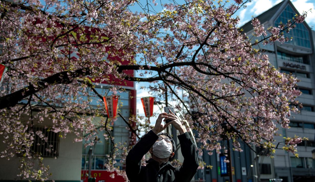 Seorang pria mengenakan masker mengambil gambar pohon sakura di taman Ueno di Tokyo, Jepang (12/3/2020).  Di tengah kekhawatiran akan penyebaran virus corona COVID-19, ahli meteorologi memprediksi bunga sakura mulai mekar sekitar 17 Maret di Tokyo.  (AFP/Philip Fong)