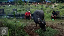 Pedagang menjaga kerbaunya di Tempat Pemakaman Umum (TPU) di Jakarta, Senin (5/9). Menjelang Hari Raya Idul Adha 1437 H, pedagang hewan ini memanfaatkan lahan kuburan untuk berjualan karena terbatasnya lahan di Jakarta. (Liputan6.com/Johan Tallo)