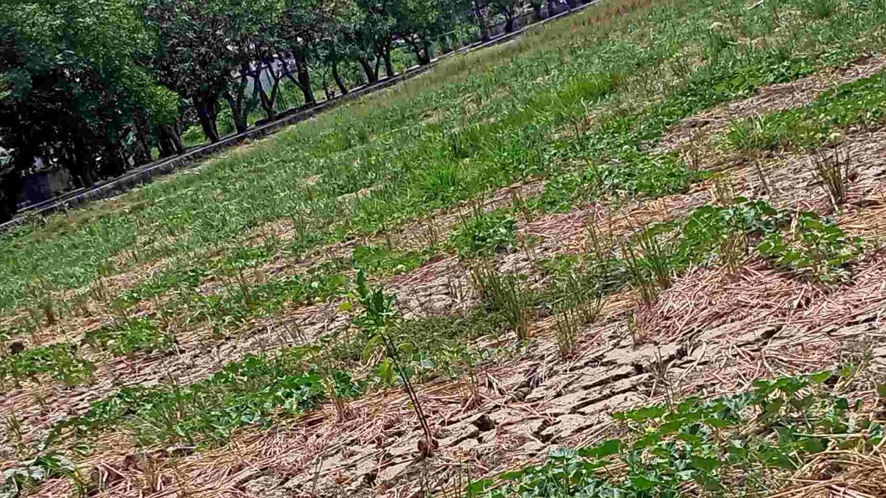 Area Persawahan Satu-Satunya di Jakarta Ini Kering dan Retak-Retak, Petani Menjerit Tak Ada Bantuan