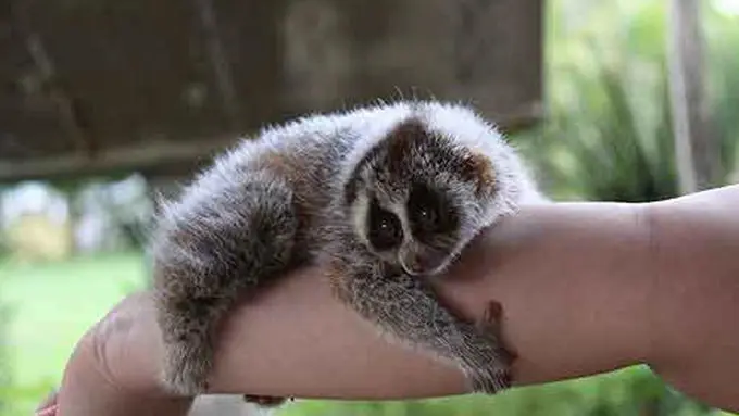 Sering Terlihat di Pasar Hewan, Satwa Ini Terancam Punah