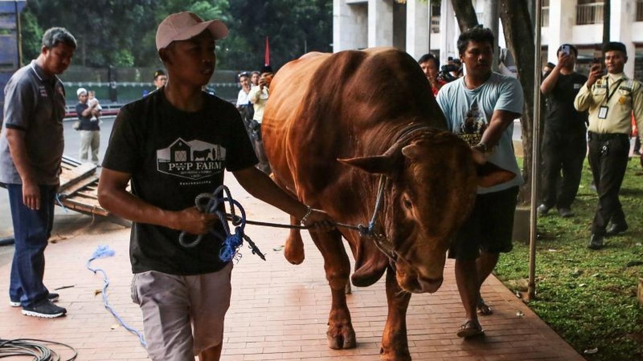 MUI Tegaskan Sapi Qurban Banpres APBN Sah Syariat dan Konstitusi, Luruskan Polemik